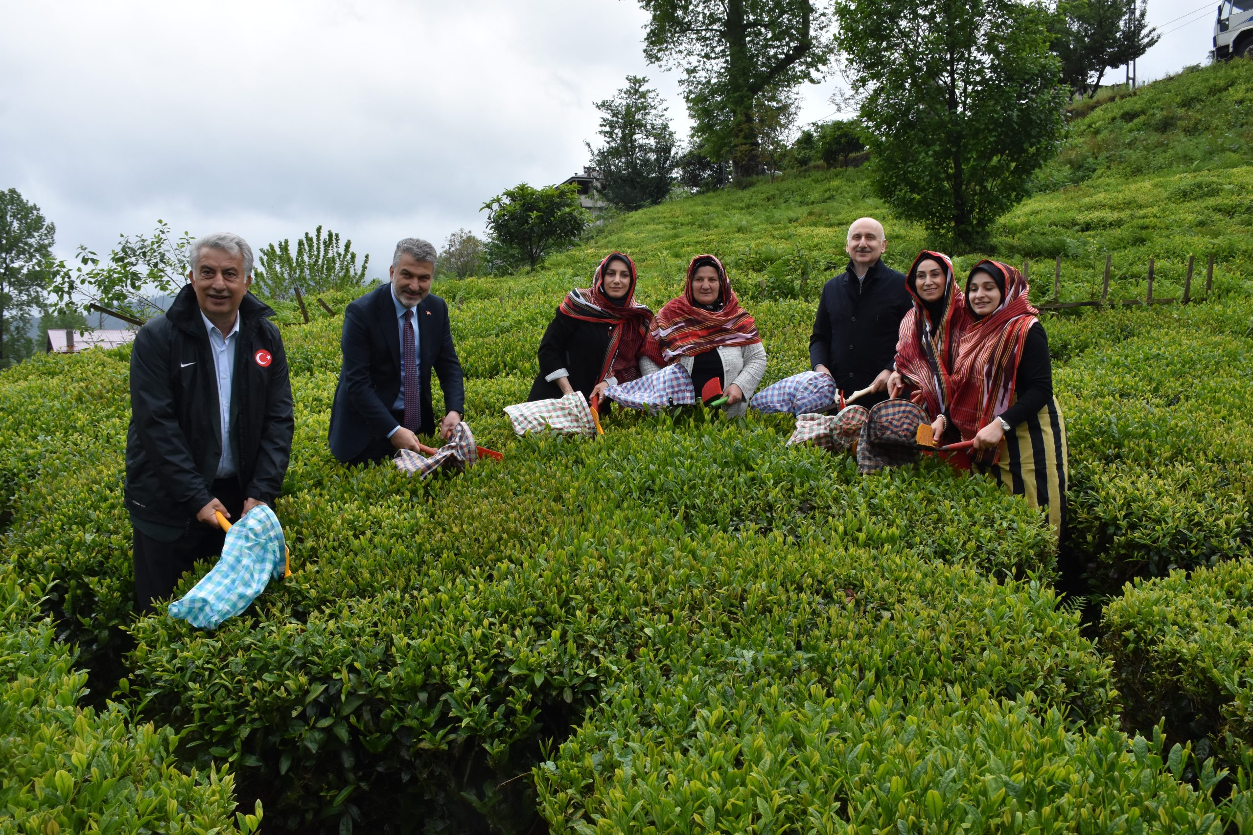 Trabzon’da 2026 yaş çay hasadı törenle başladı