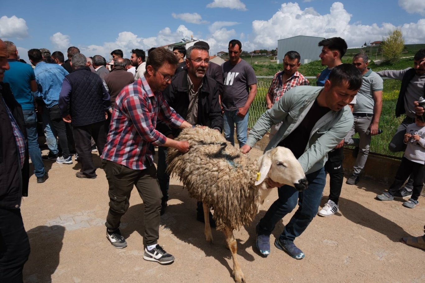 Yozgat’ta besicilere 120 damızlık koç desteği