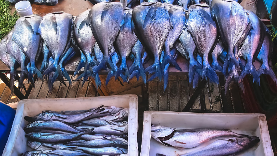 Okyanus sağlığı kötüleşiyor: Balık stokları ve mercanlar tehlikede