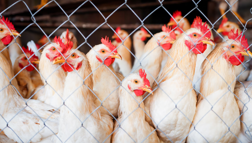 H5N1 kuş gribi tüm kıtalara yayıldı: Ülkeler acil önlemleri devreye aldı