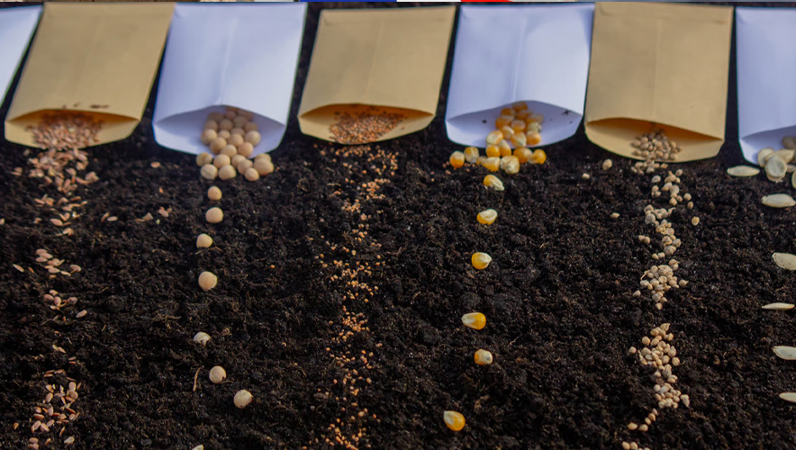 Yerel tohumlar yeniden tarıma kazandırılıyor: Anadolu'nun ata tohumları geleceğe taşınıyor