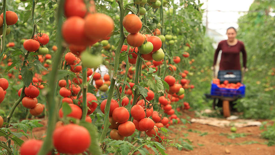 Batı Akdeniz'in yaş meyve ve sebze ihracatı yüzde 16,45 arttı