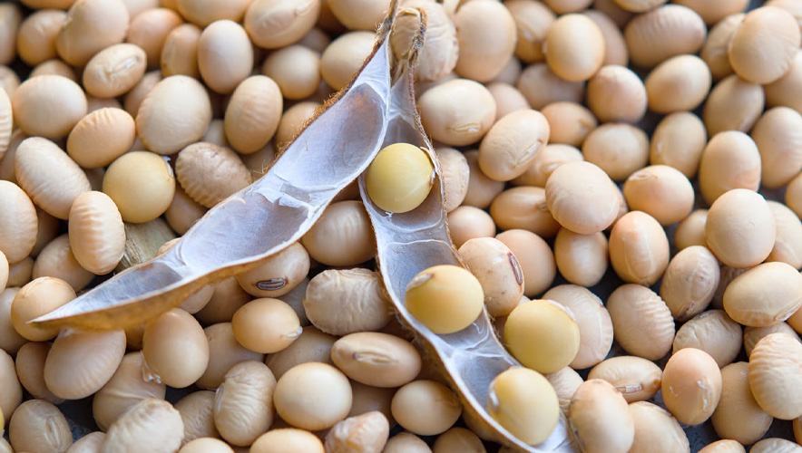 Soya fiyatları iki haftanın en düşük seviyesinde