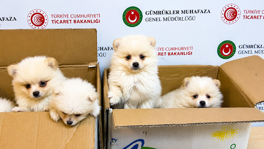 Ticaret Bakanlığı'ndan kaçakçılığa büyük darbe: Gümrüklerde 58 bin 519 canlı hayvan ele geçirildi
