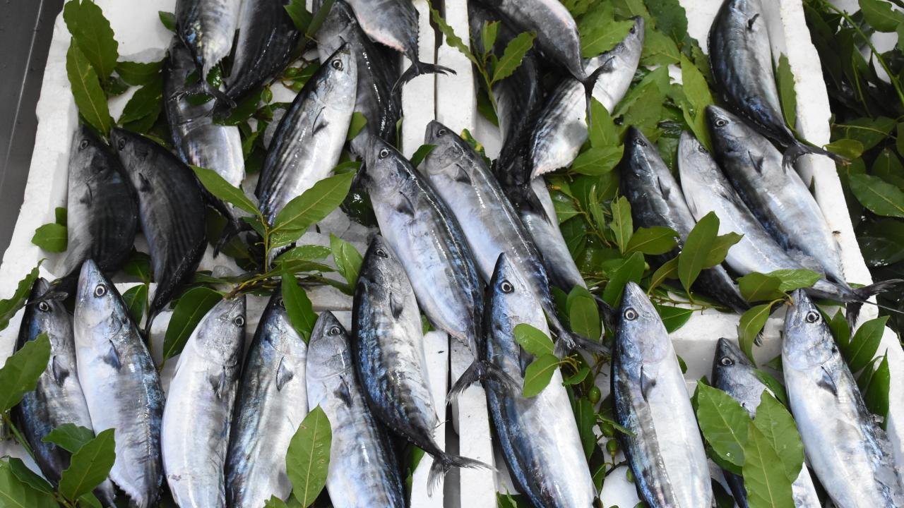 Palamut bolluğu tezgâhlara yansıdı: Fiyatı 30 liraya kadar düştü