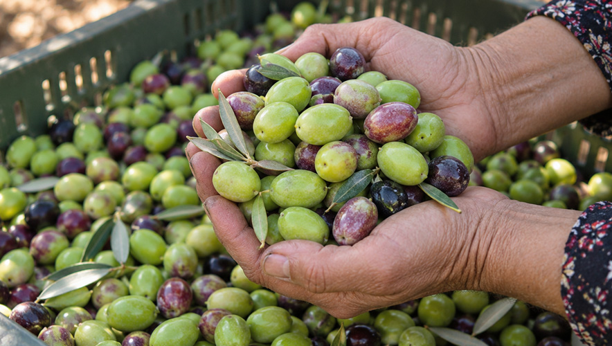Antalya’da zeytin hasadı başladı, üretimde yüksek rekolte bekleniyor