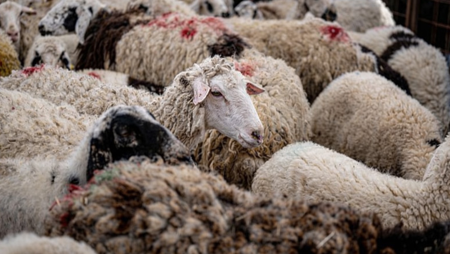 Kurbanlık fiyatları 2026 netleşiyor: Küçükbaş ve büyükbaşta son durum