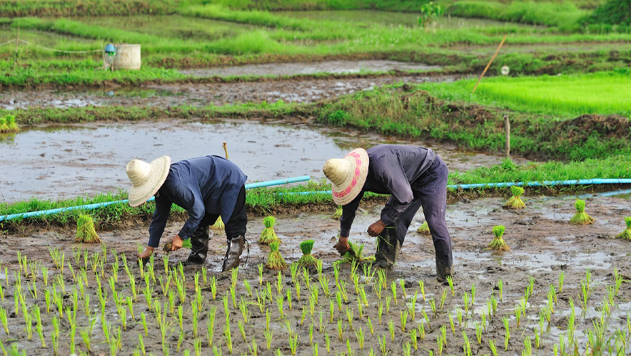 Hürmüz Boğazı krizi pirinç üretimini vurdu: Asya’da çiftçiler zor durumda