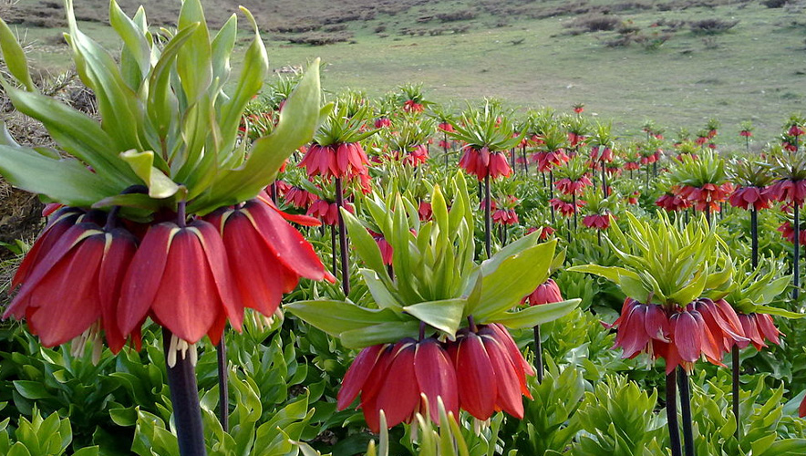 Ters laleleri koparana 700 bin lira ceza