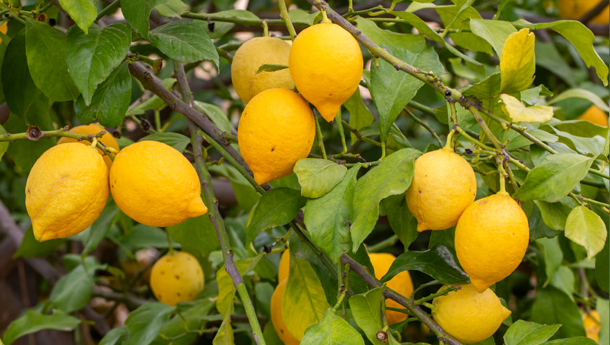 Türkiye limon ihracatında küresel gücünü artırıyor